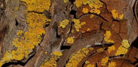 Ausstellungstitelbild Collet